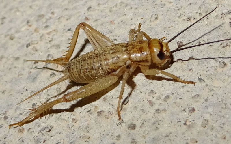 ninfa di Acheta domesticus